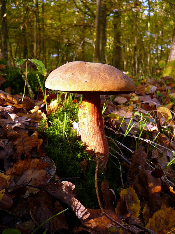 Boletus erythropus Bolet à pied rouge 002